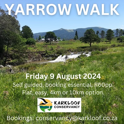 9 aug yarrow walk