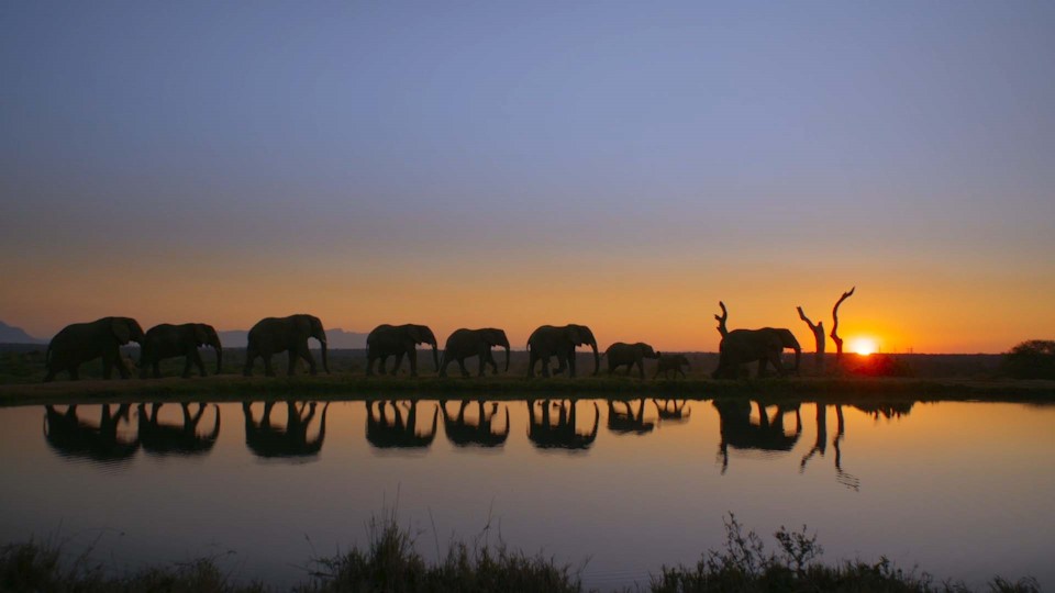 Diary of an Elephant Orphan