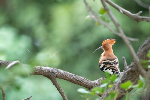 african ground hoopoe
