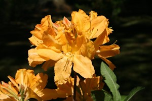 benvie open garden