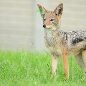 black backed jackal ex free me
