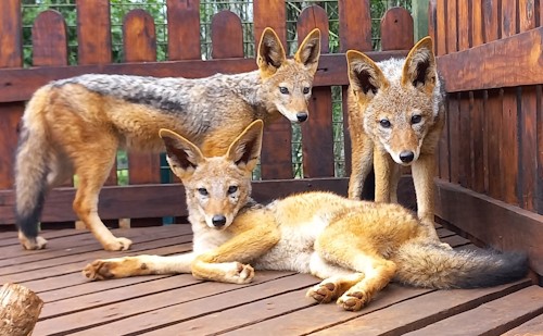 black backed jackal release imminent