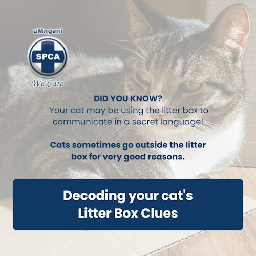 cat litter box codes