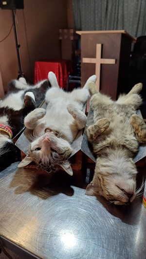 cats spayed in church midmar vet