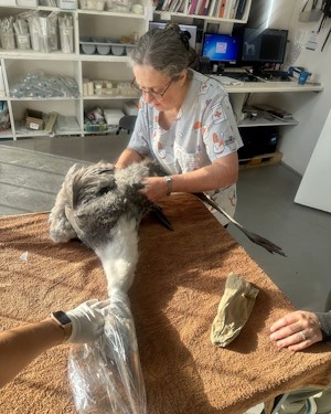 dr margie roach