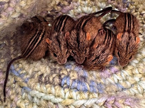 freeme striped grass mice