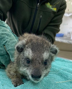 grumpy hyrax