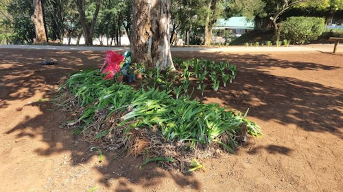 howick high grounds revamp appeal