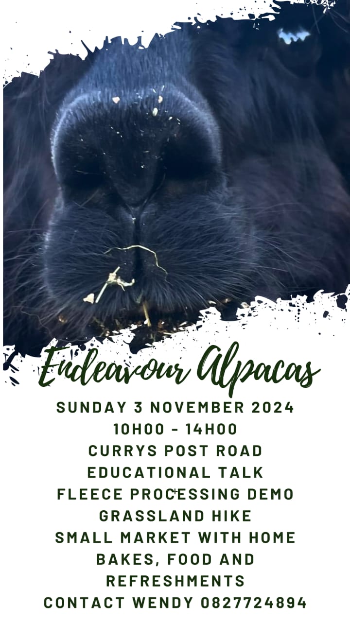 howick market 3 nov alpacas