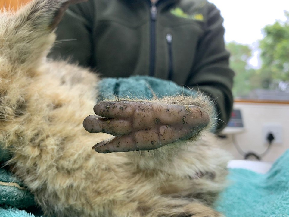 hyrax foot