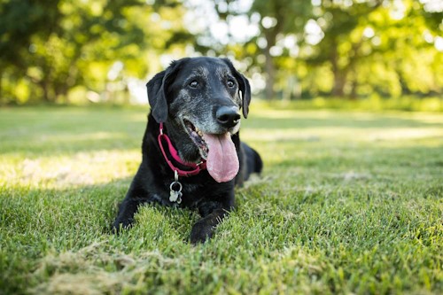 midlands vet pet parent talk