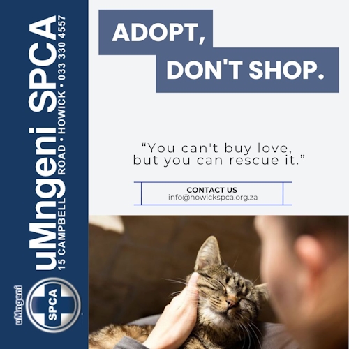 spca adoption process