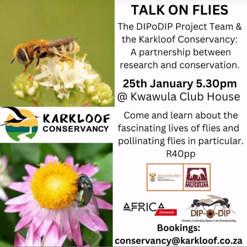 talk on flies