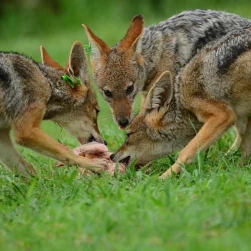 three black back jackals thrive at thula thula