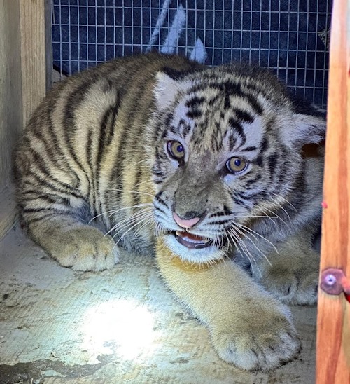 tiger from pmb