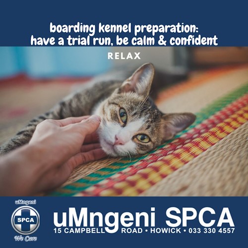 trial run boarding kennel at spca howick
