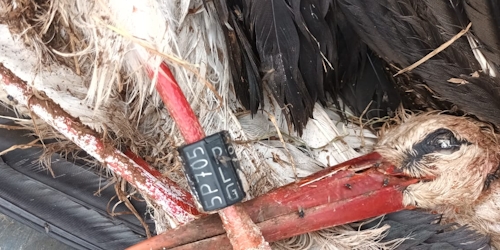 5p705plg plg white stork poland to south africa