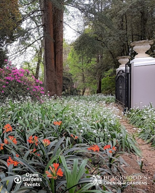 blackwoods open garden 21 sept 2025