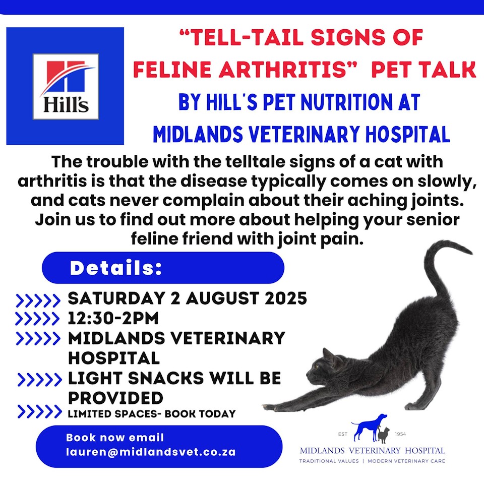 feline arthritis 2 aug howick pet talk