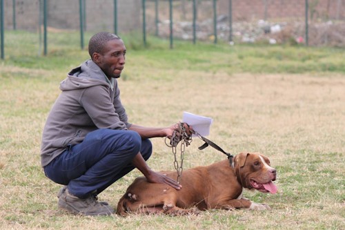 funda nenja on lifespan of township dogs in south africa