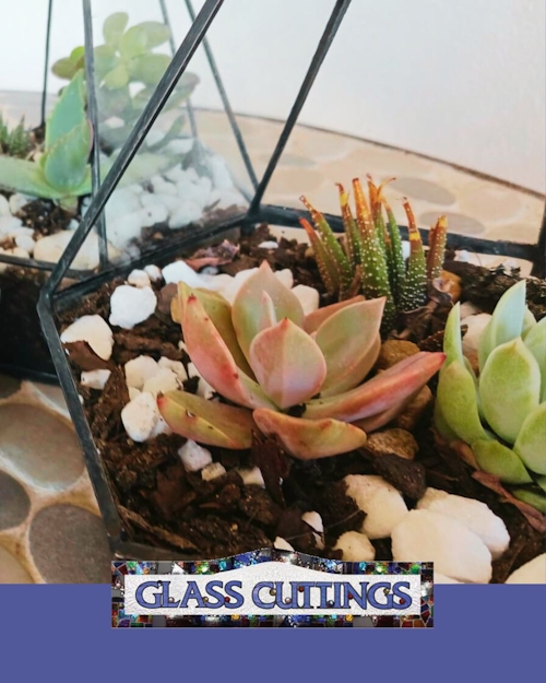 glass cuttings terrarium