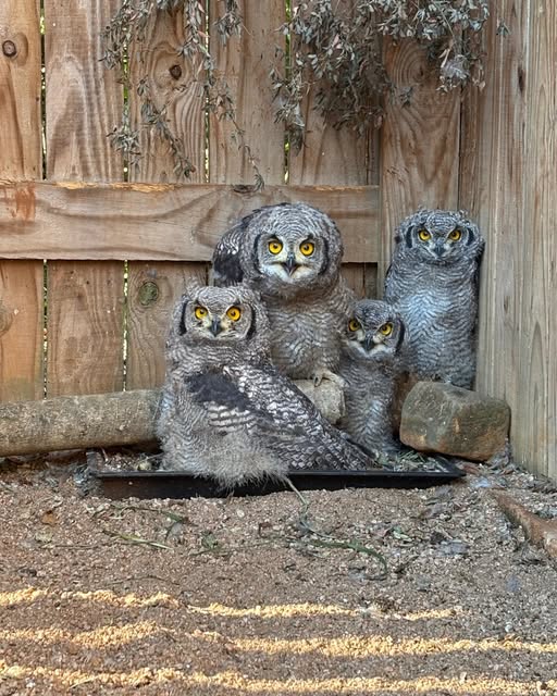 owls at freeme wildlife