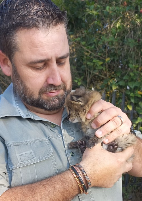serval kitten at free me howick