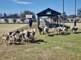 sheep at uwb club howick