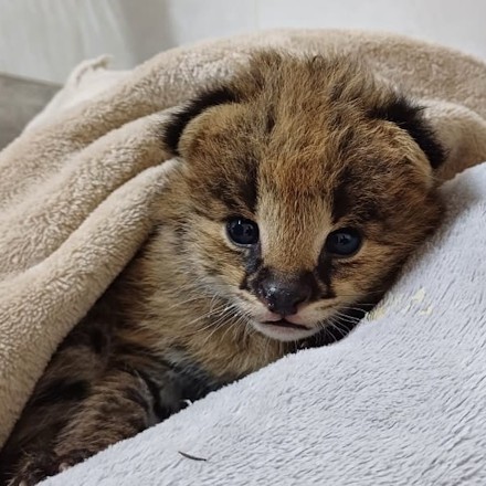 tiny serval kitten howick freeme kzn