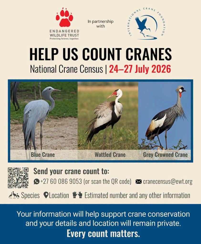 24 27 july count cranes copy