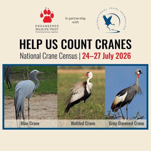 24 27 july count cranes cover