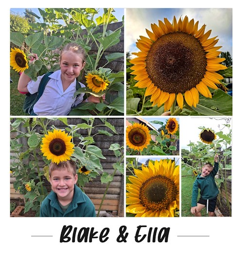 hps sunflowers 1