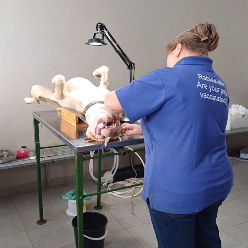 midmar vet april mphop