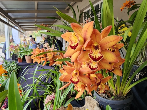 orchid show