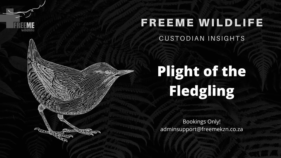 fledglings