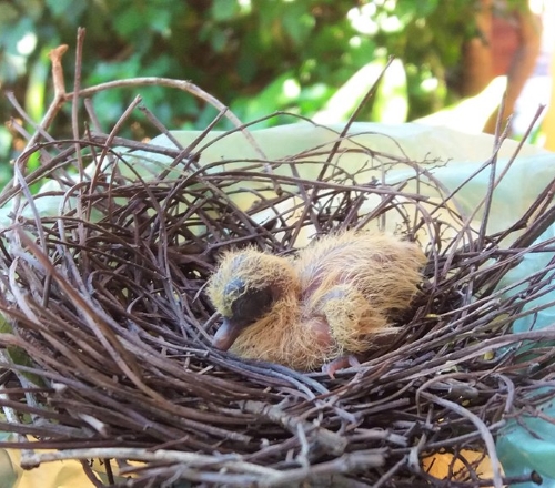 free me nestling