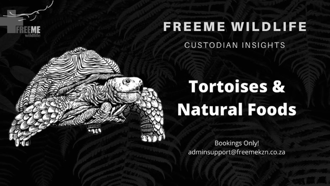FreeMe Custonian Tortoises