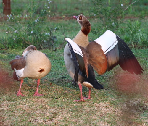 2 geese october howick