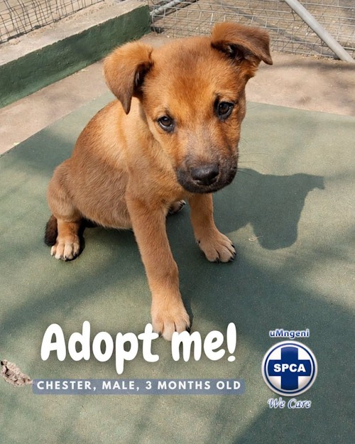 chester spca pup