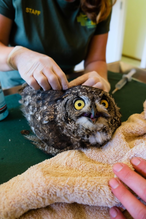 eagle owl