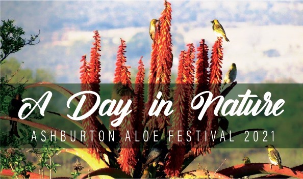 aloe fest