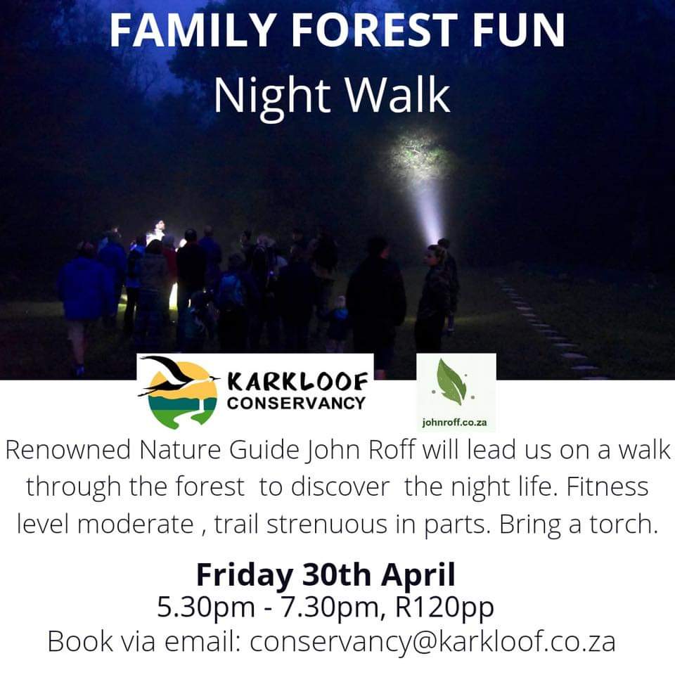 forest night walk