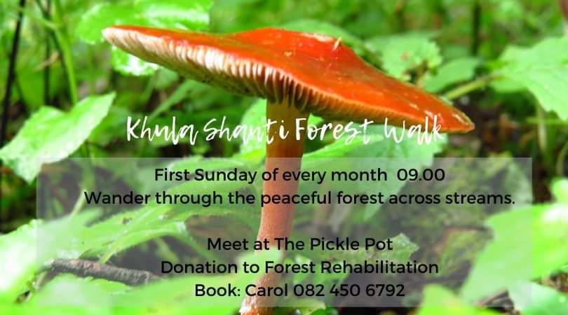 forest walk