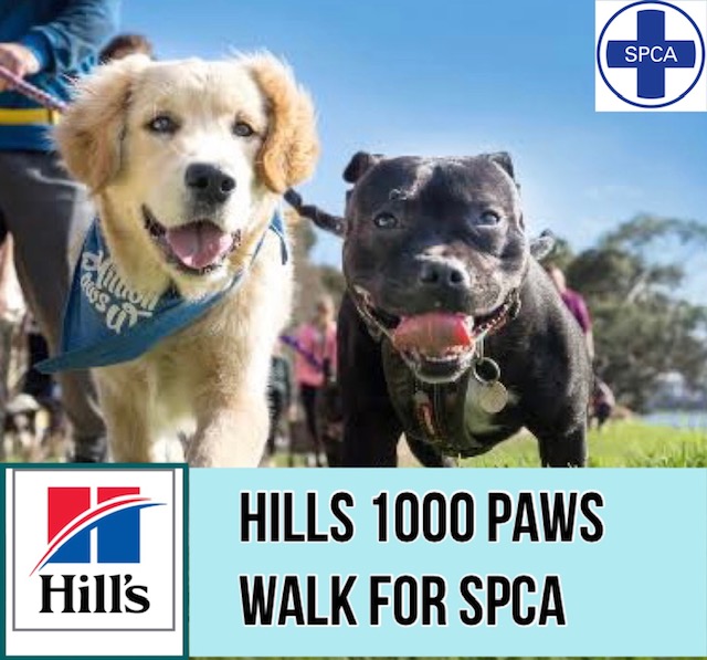 1000 Paws walk