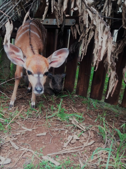 nyala warthog