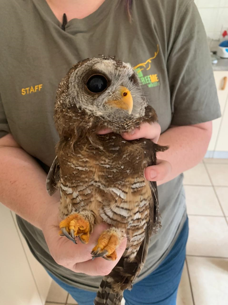 wood owl recovered