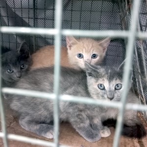 margate sterilisations
