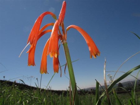 Cyrtanthus contractus october wildflower