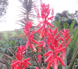 Hackland Aloe Garden Aloe Festival 2016
