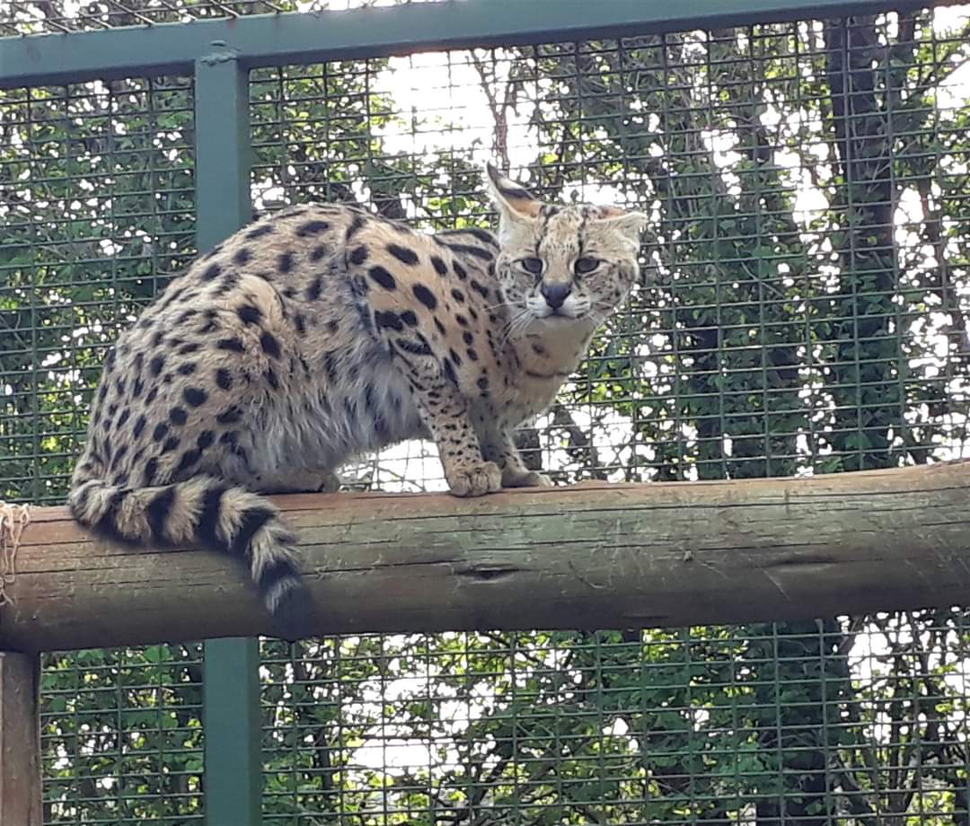 free me serval